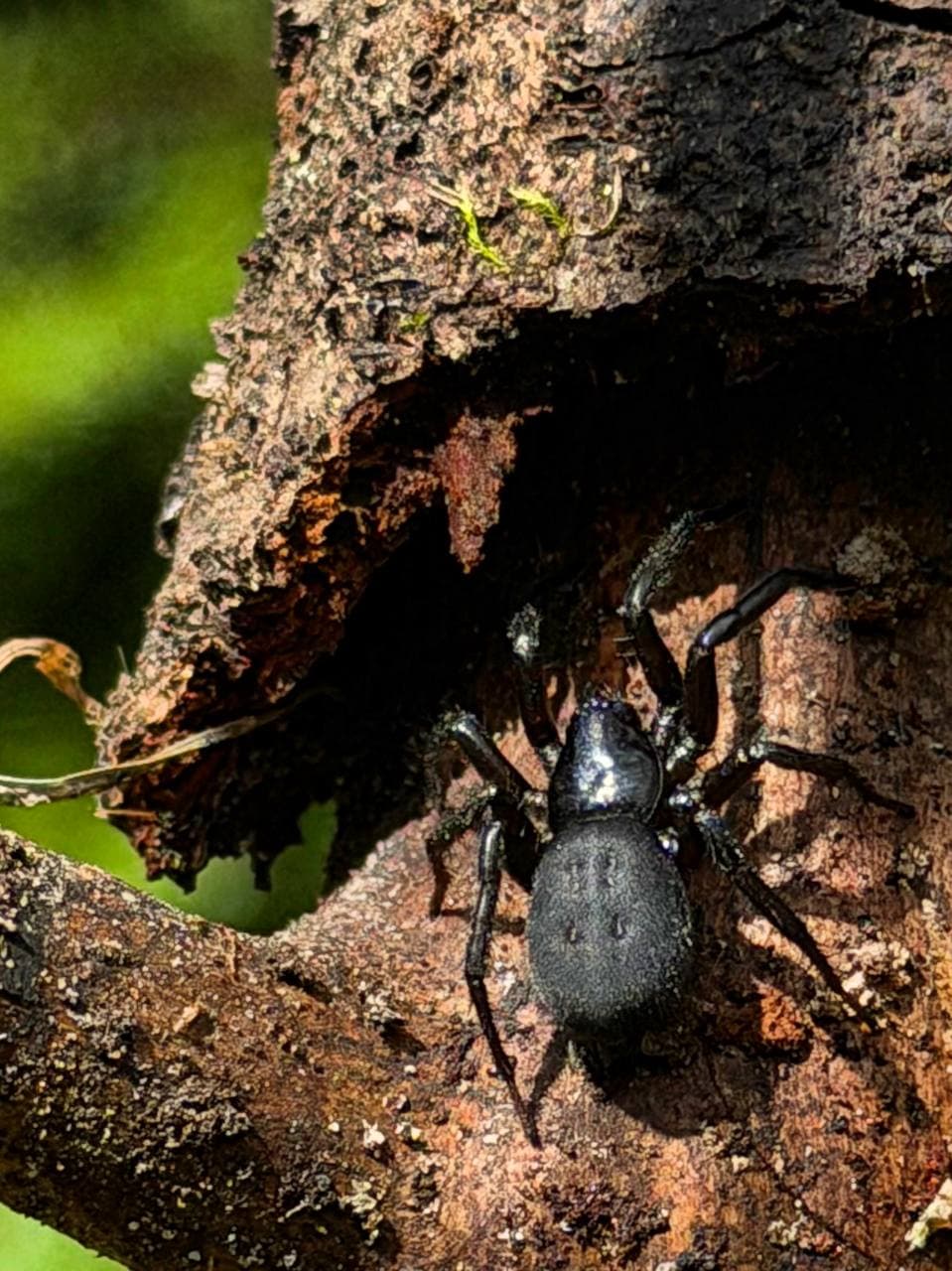 🕷 Кого я встретила в лесу Сванетии?