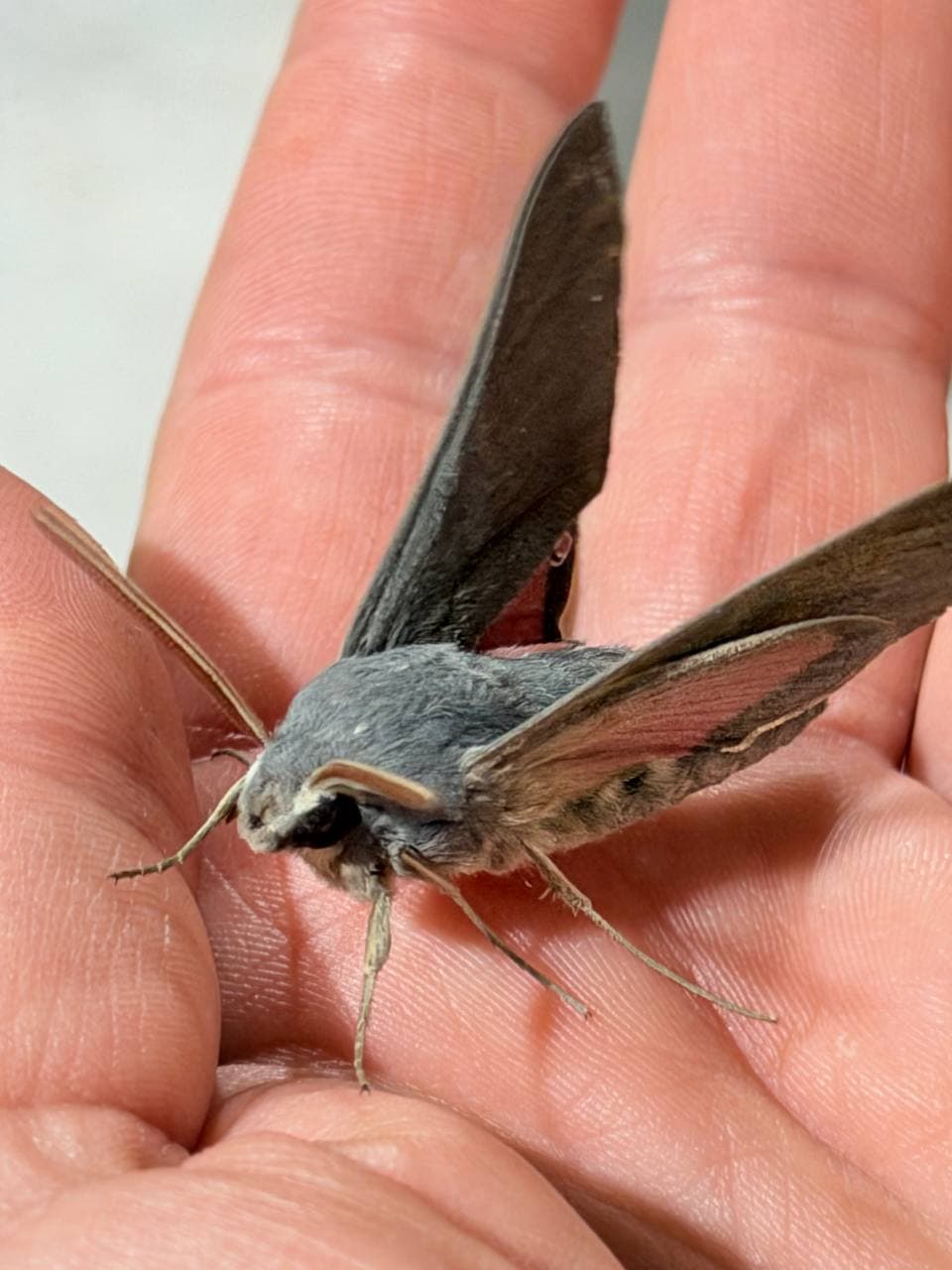 Nighttime Visitor in Svaneti: Convolvulus Hawk-Moth on the Porch
